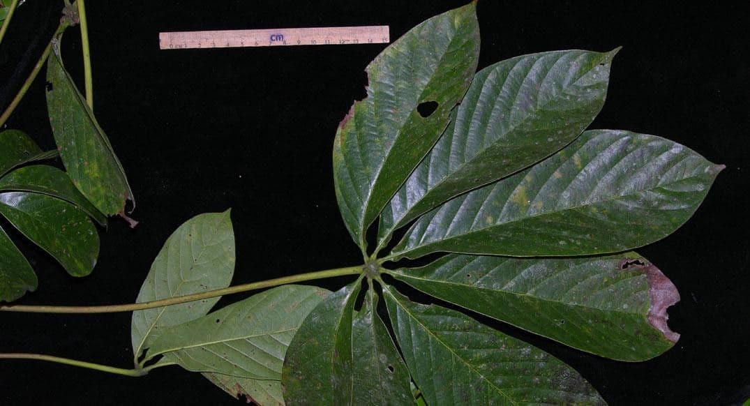 Siebenlappiger Pseudobombax 15