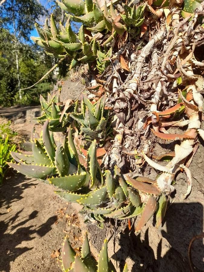 Aloe