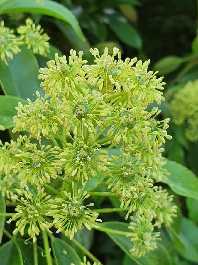 Trochodendron 10