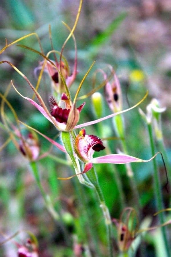 Caladenia denticulata 4