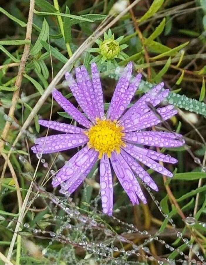 Alpen-Aster 7