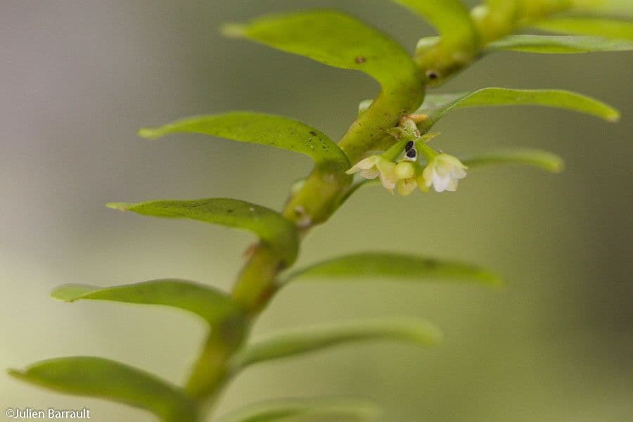 Appendicula 2