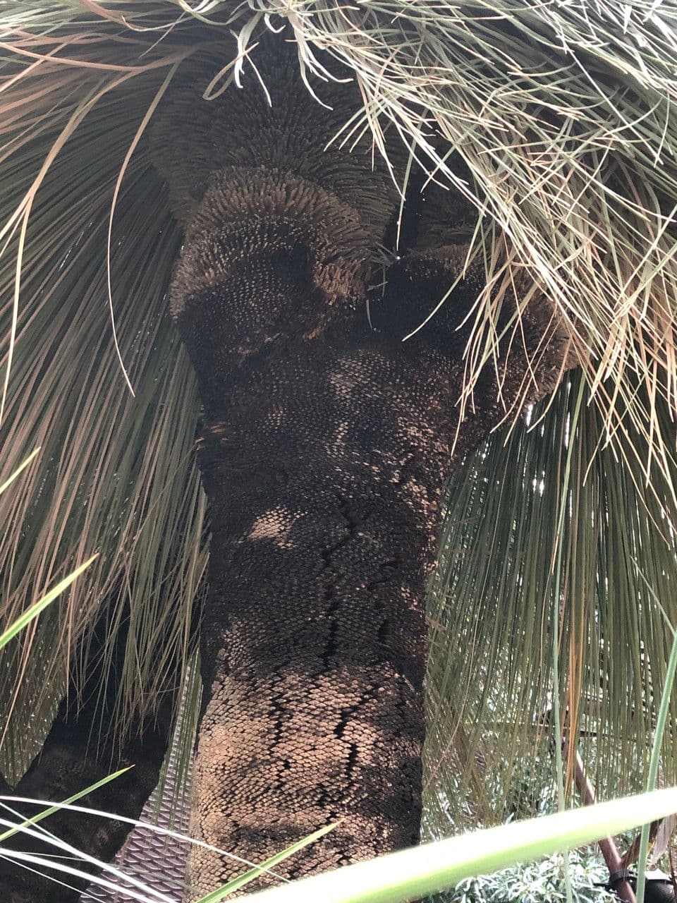Xanthorrhoea glauca 9