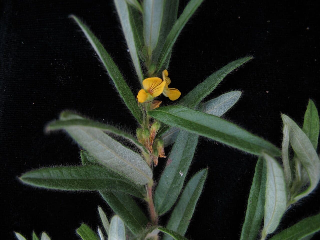 Eriosema 2