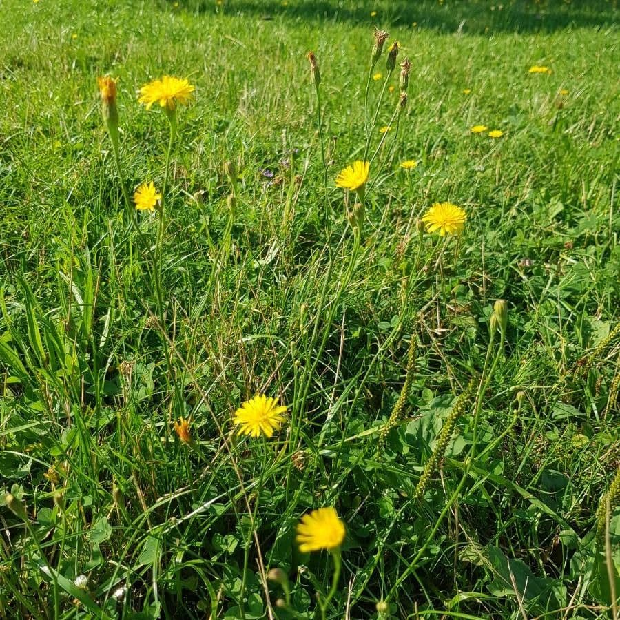 Radicchiella bienne 26
