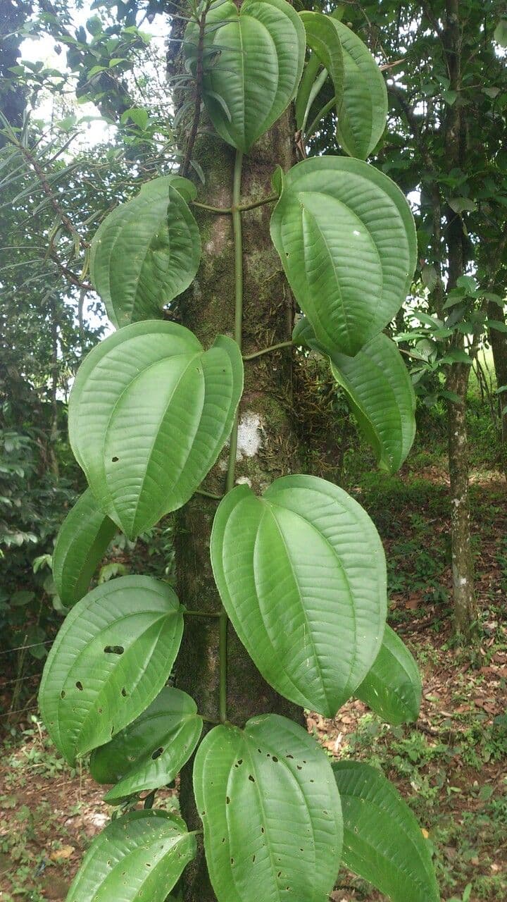 Adelobotrys 19