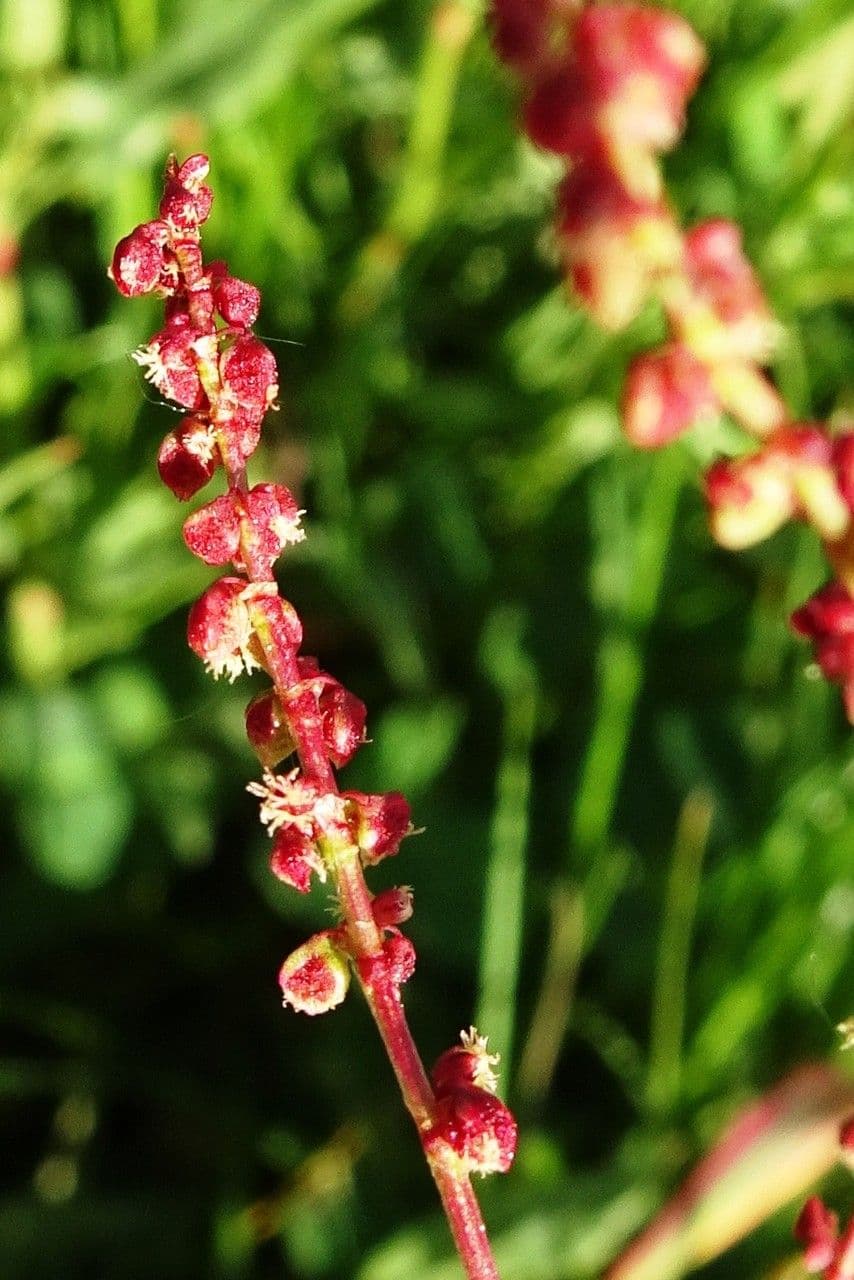 Acetosella 9