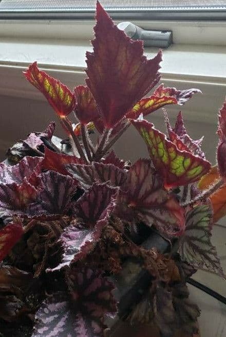 Begonia rex 9