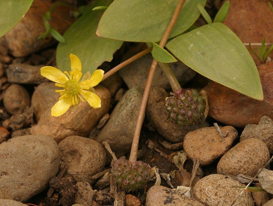 Ranunculus glaberrimus 10