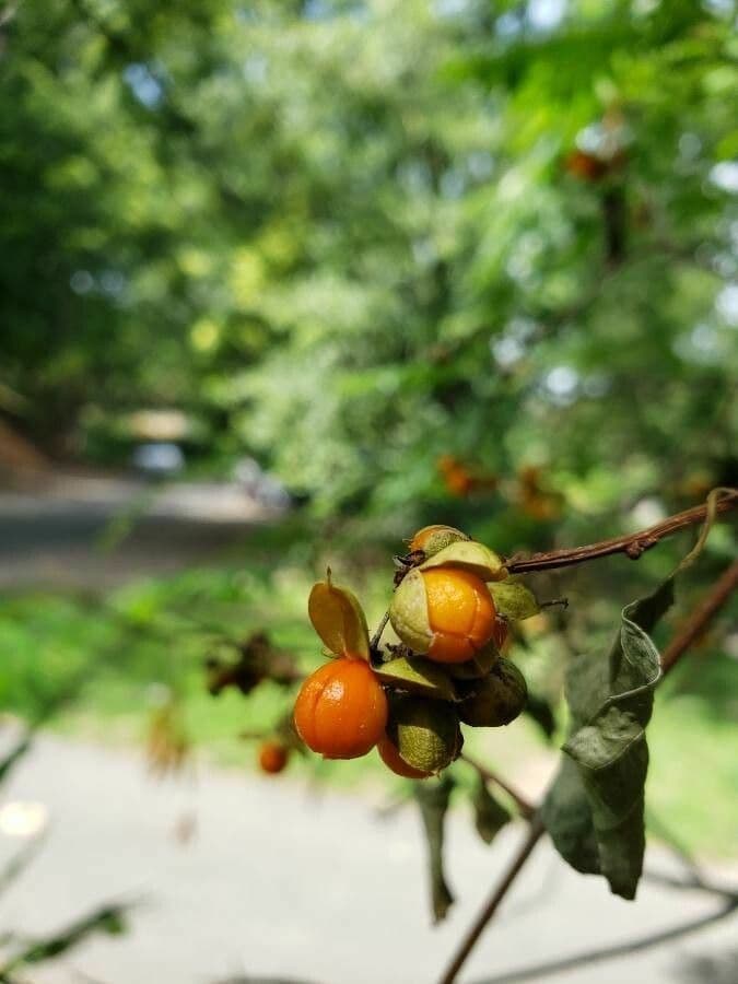 Oriental bittersweet 4