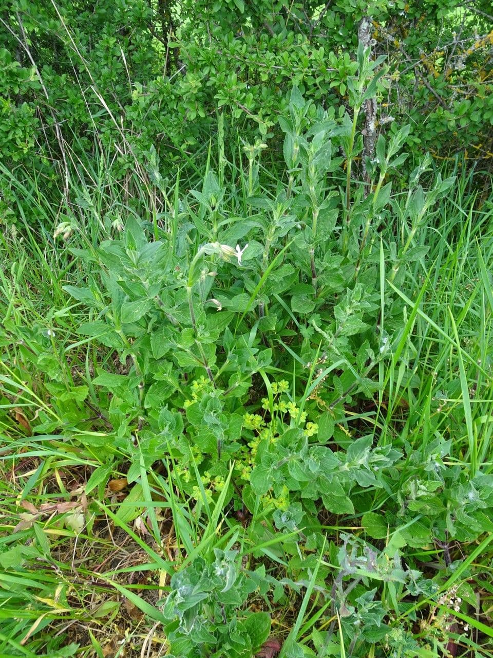 Silene bianca 11
