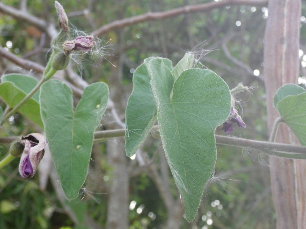 Ipomoea 6