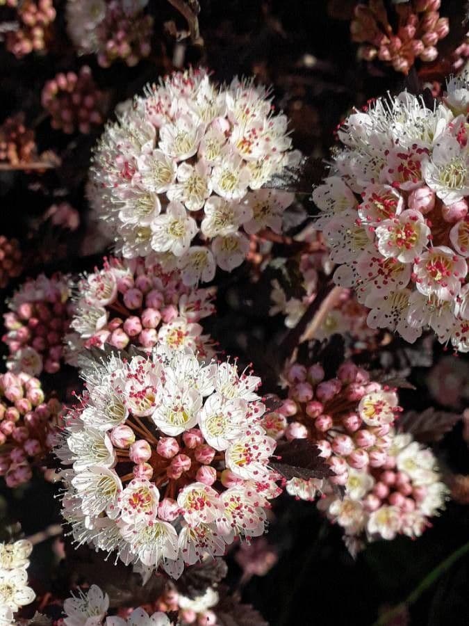 Physocarpus capitatus 8
