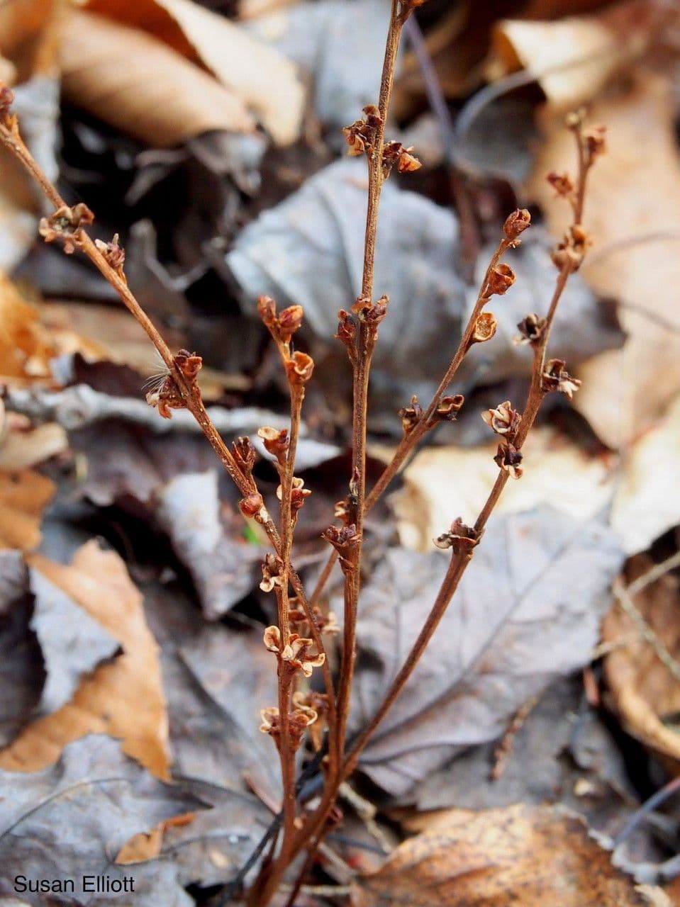Epifagus virginiana 15