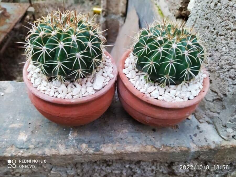 Melocactus nain 20