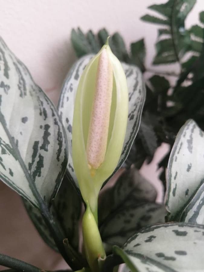 Aglaonema 10