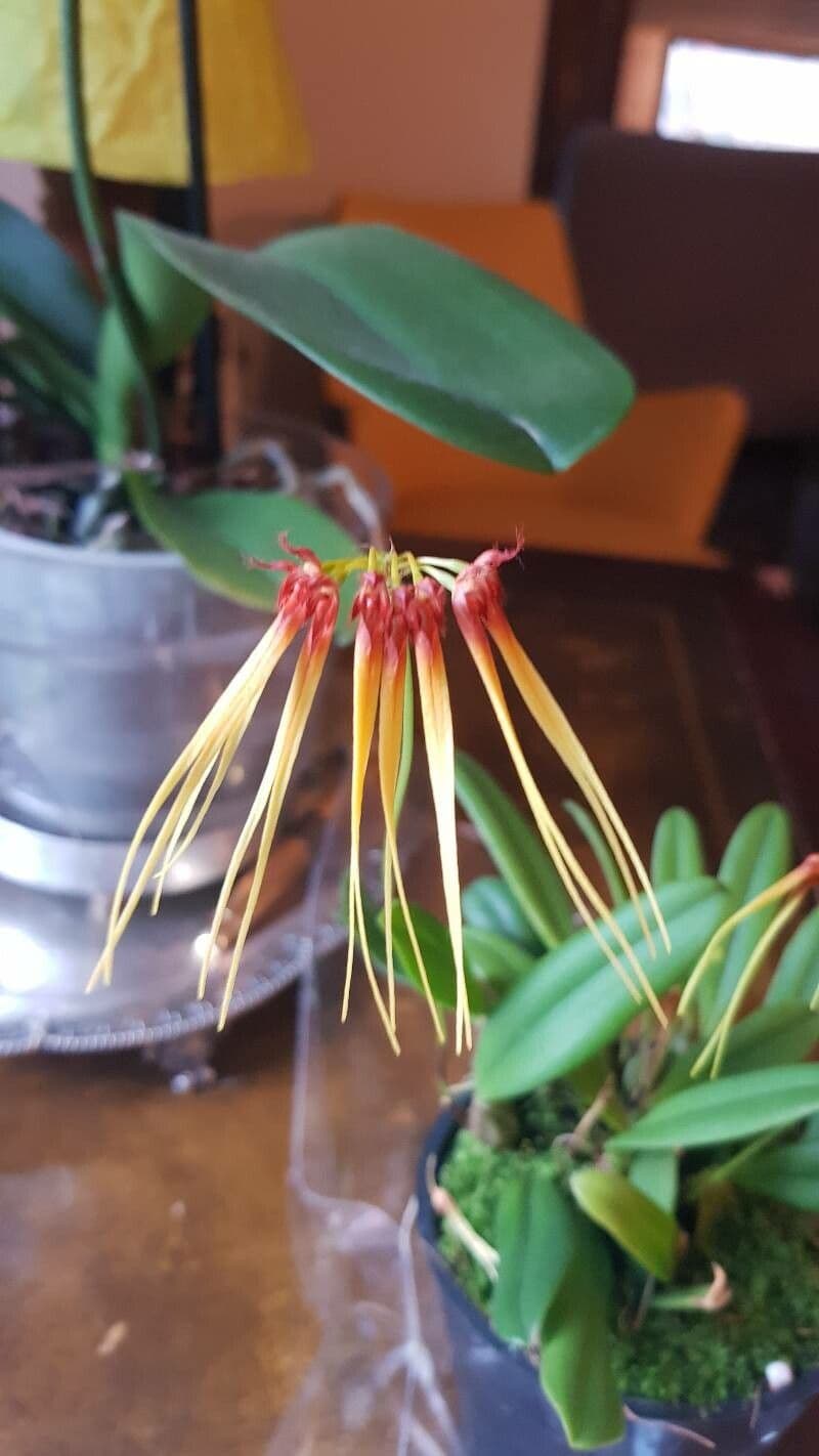 Bulbophyllum