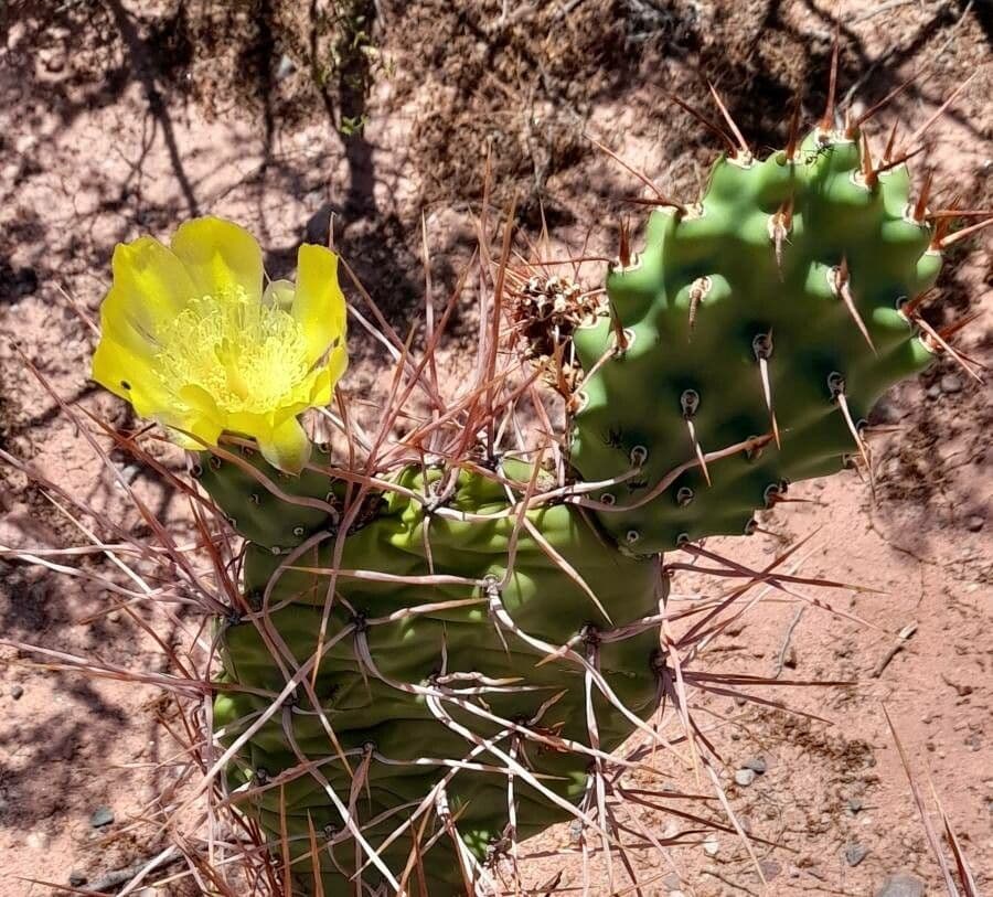 Prickly Pear 14