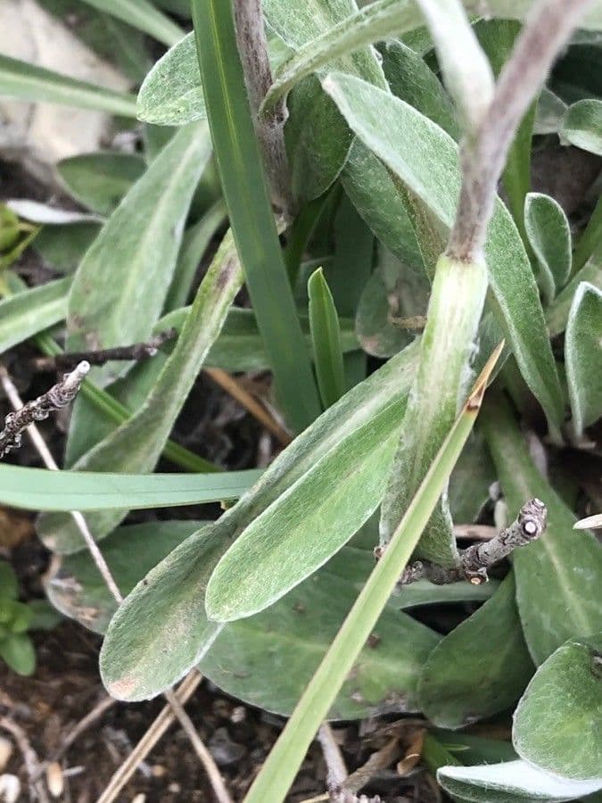 Plesnivec alpský 16