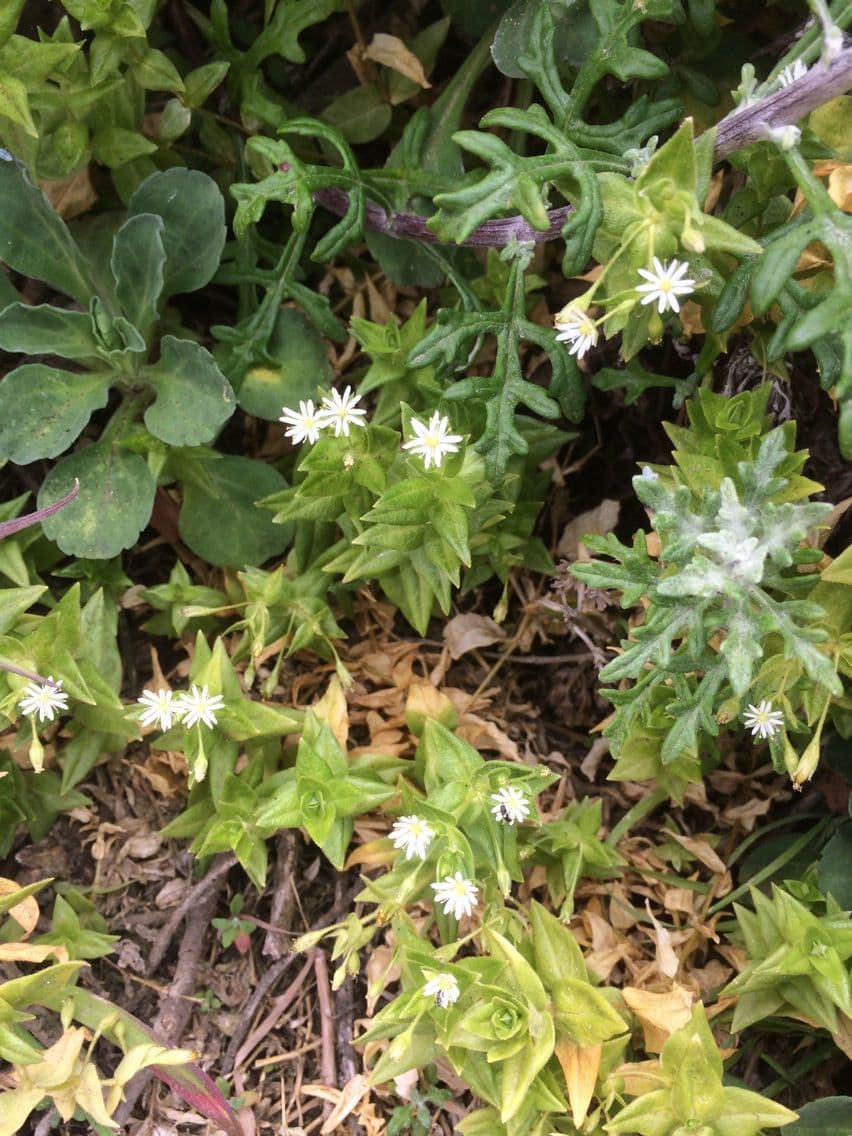 Stellaria 4