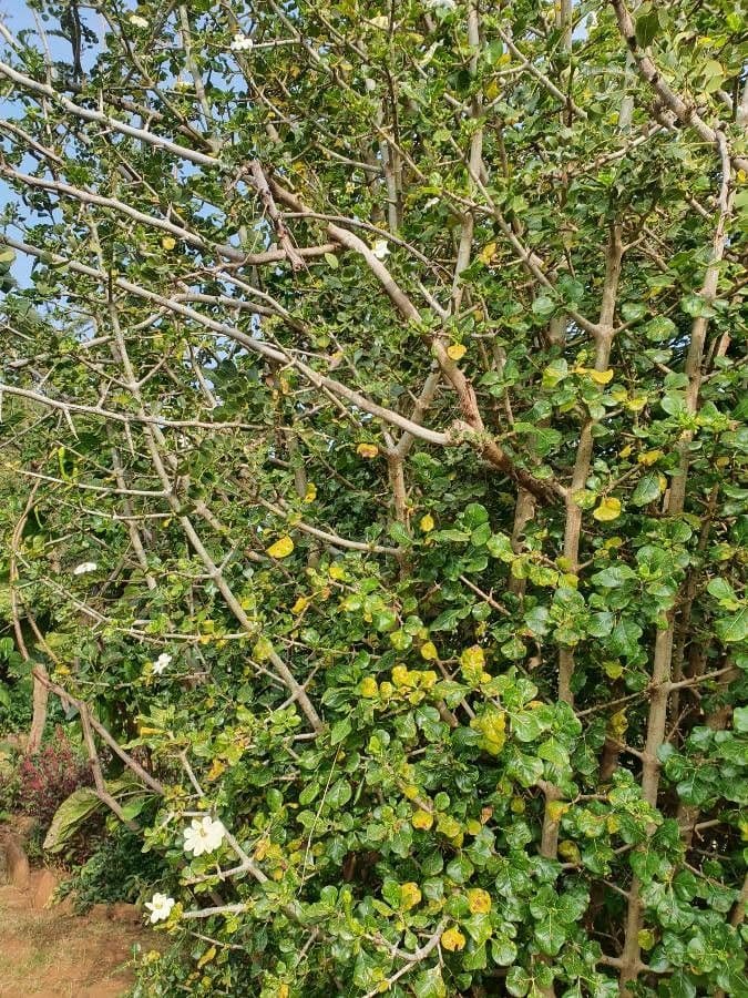 Gardenia Volkensa 11