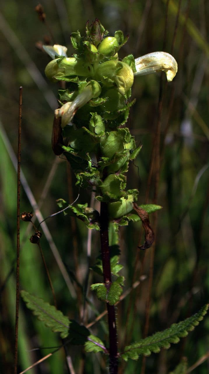 Pedicularis lanceolata 2