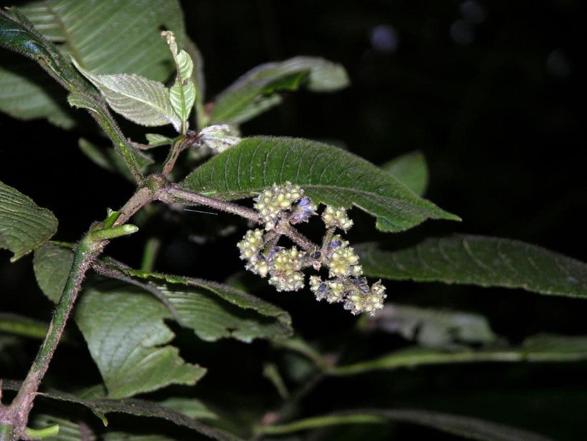 Psychotria 26