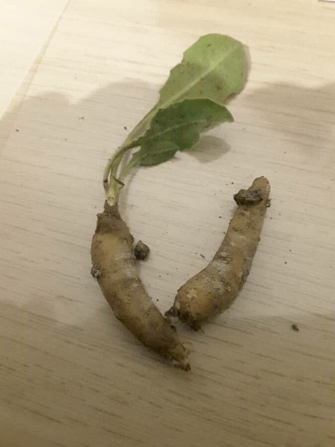 Leontodon tuberoso 22