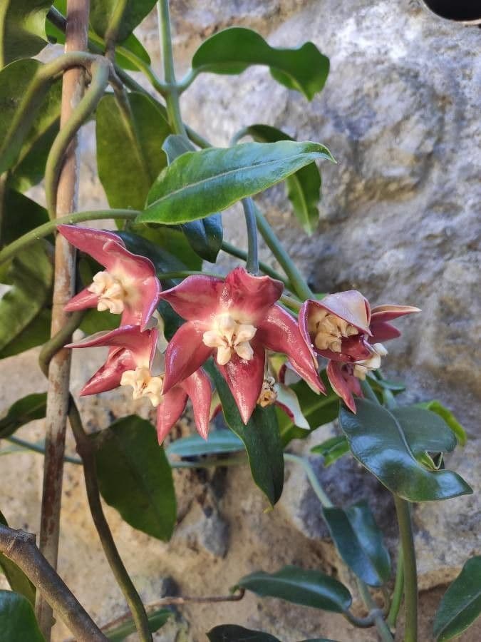 Hoya 2