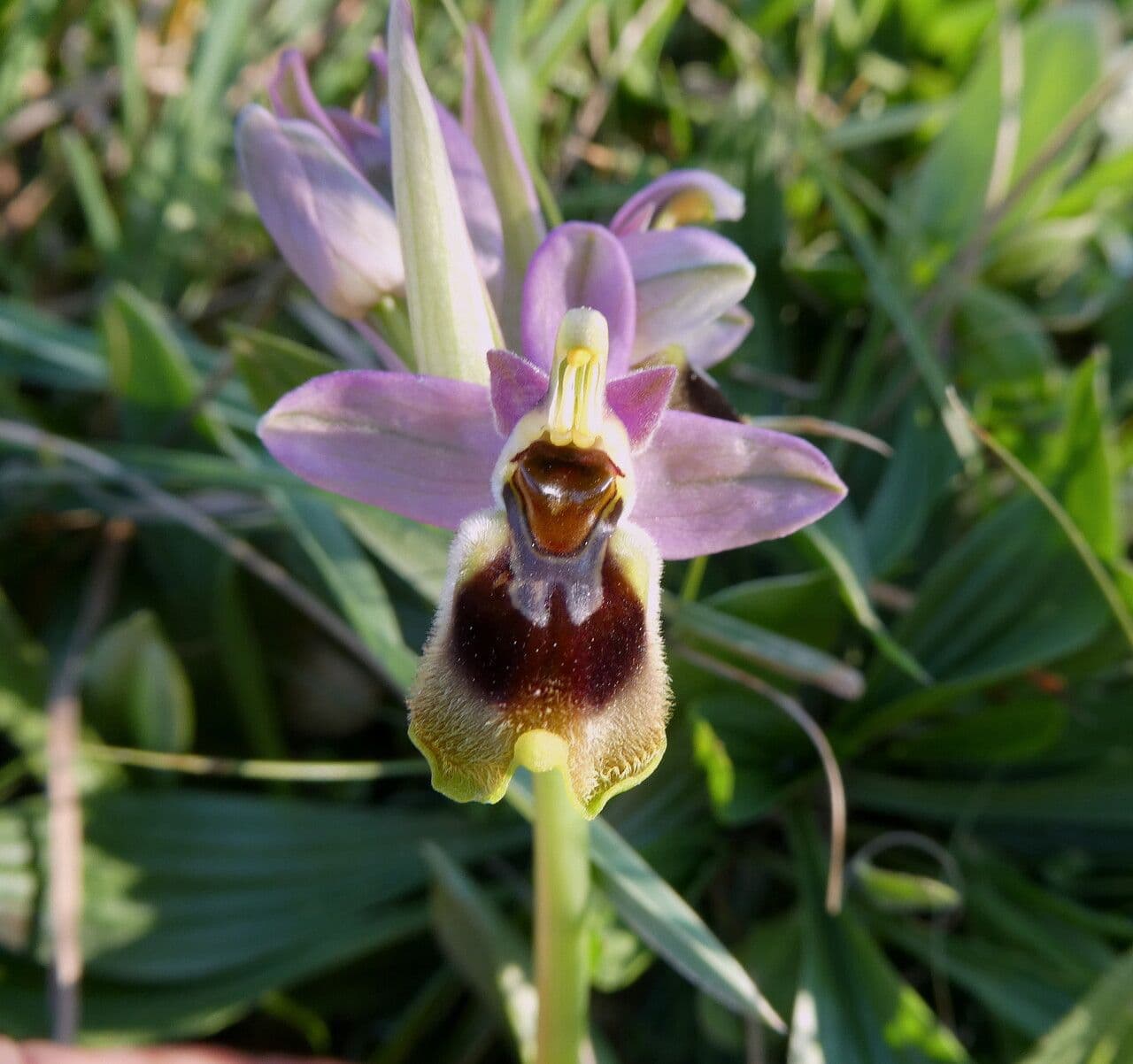 Ophrys tenthredinifera 2