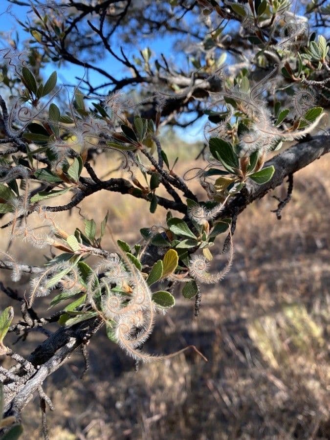 Cercocarpus montanus 10