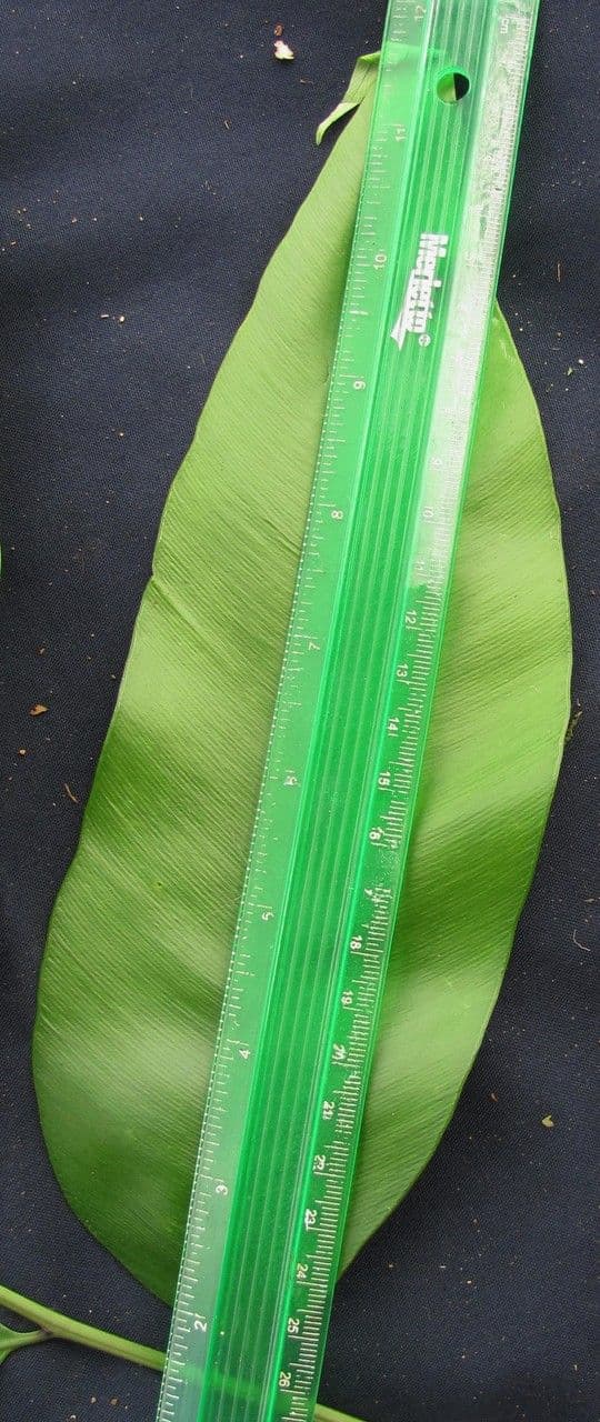 Olfersia 6