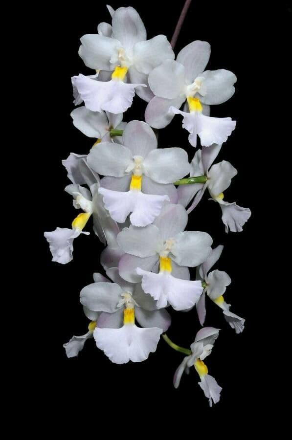 Orchidea