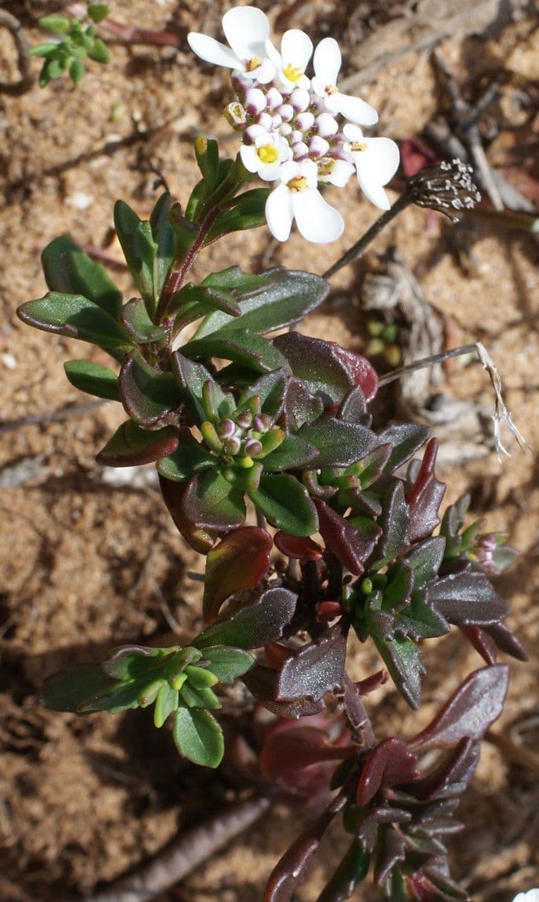 Iberis procumbens 12