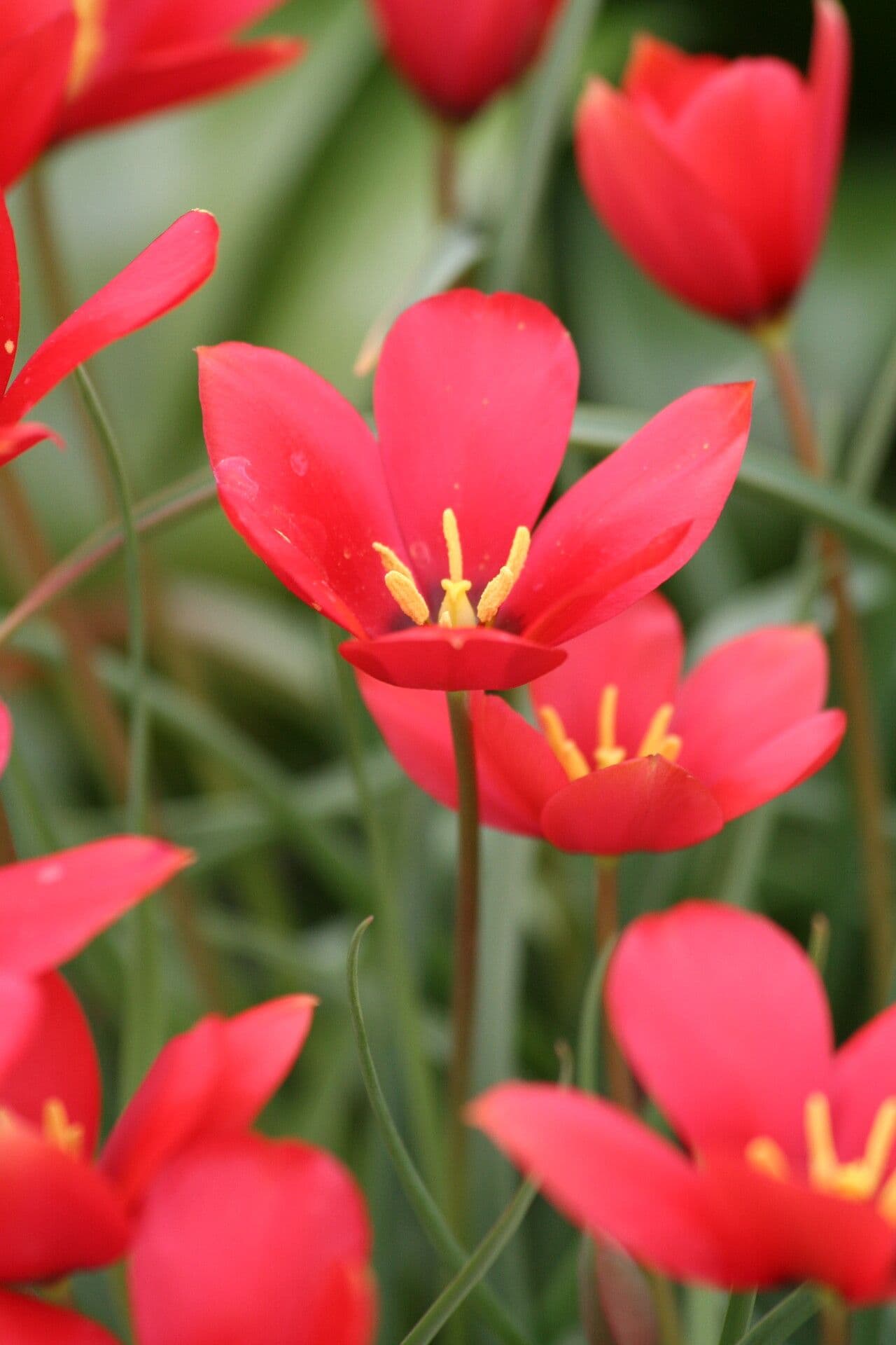 Berg-Tulpe 3