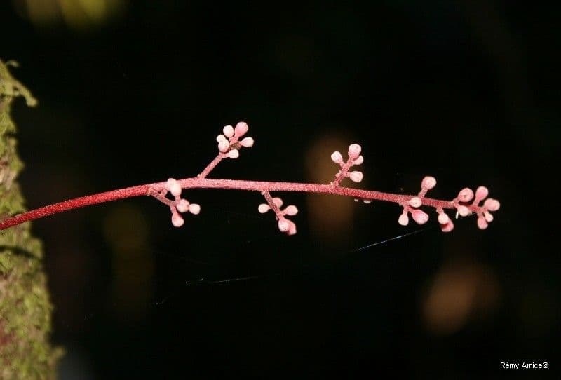 Acropogon 7