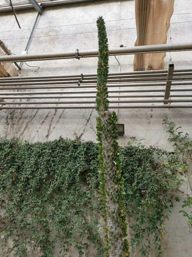 Alluaudia