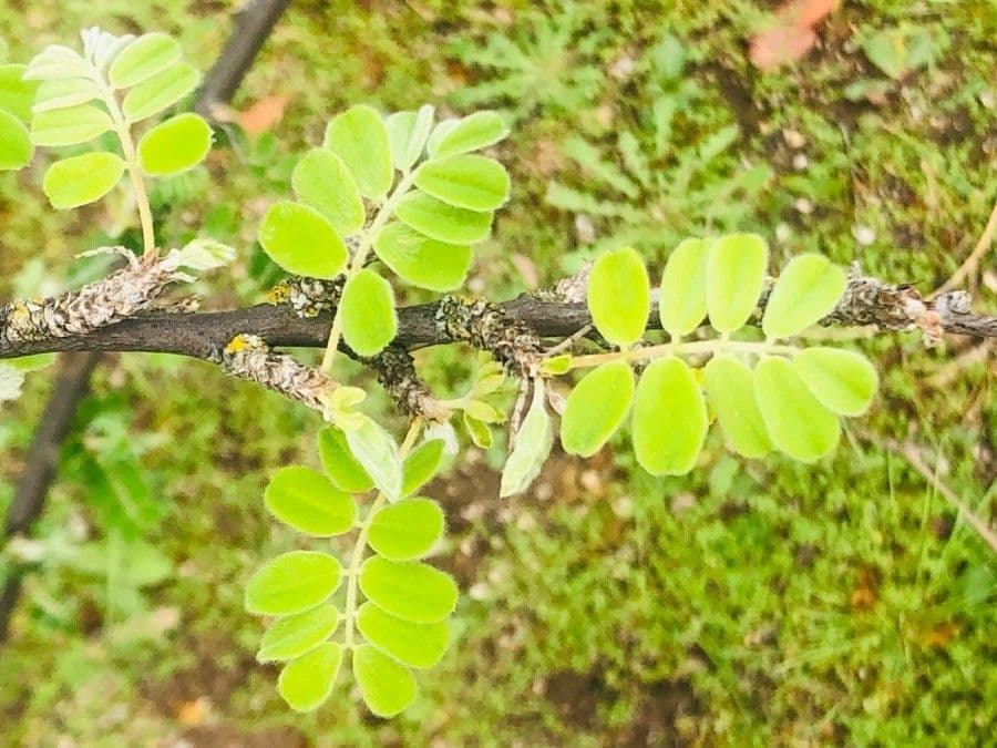 Karyagana 11