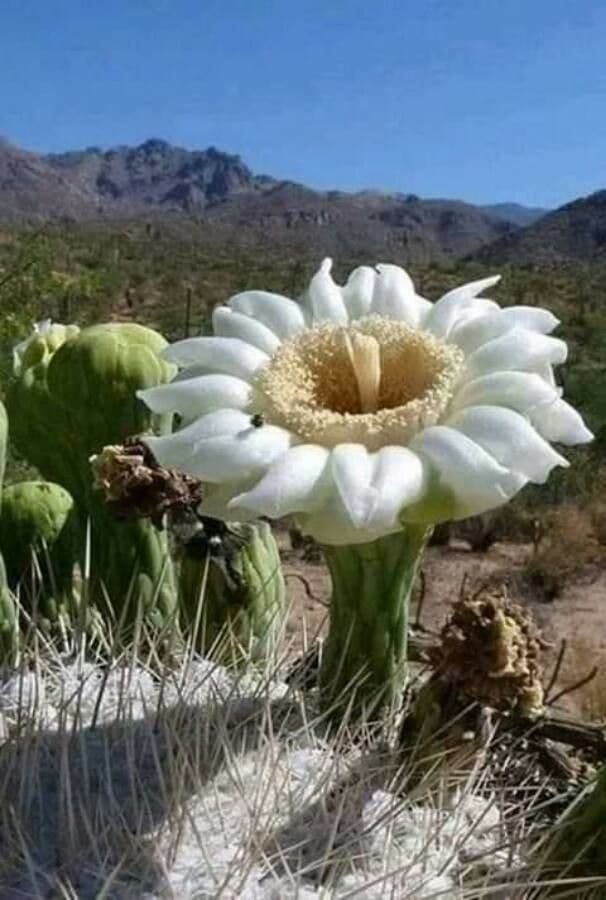 Sahuaro 8