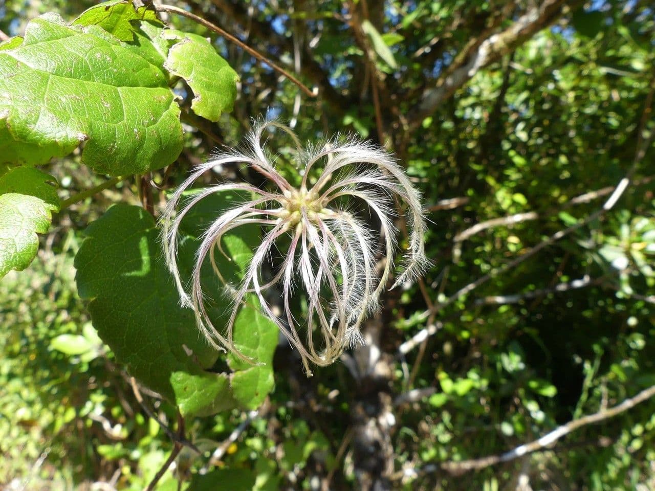 Clematide di Mauritius