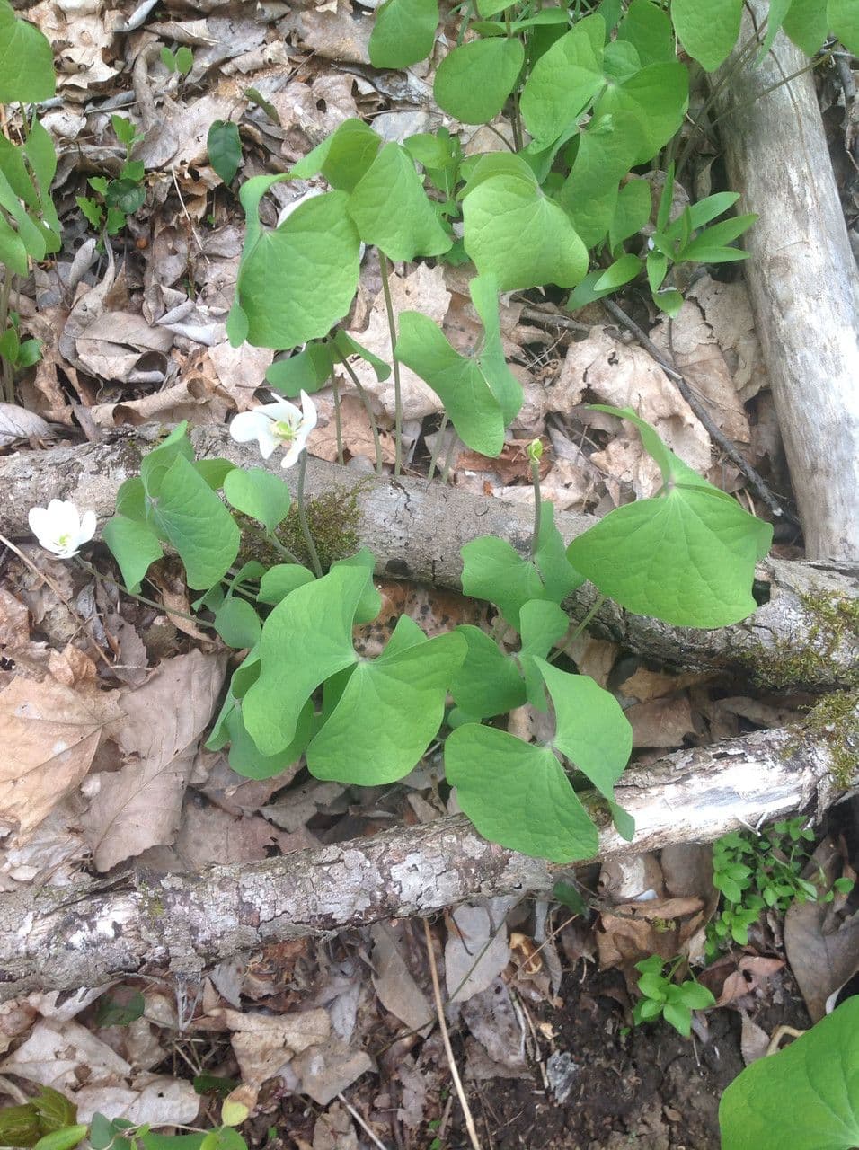 Jeffersonia diphylla 12