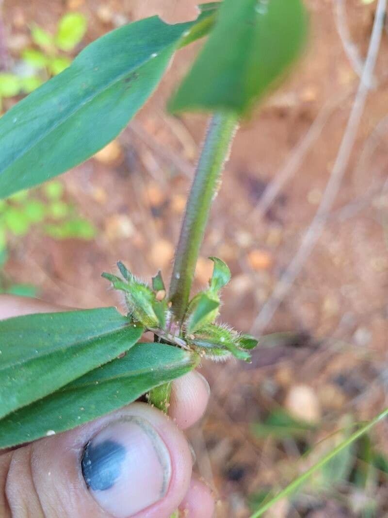 Diodia virginiana