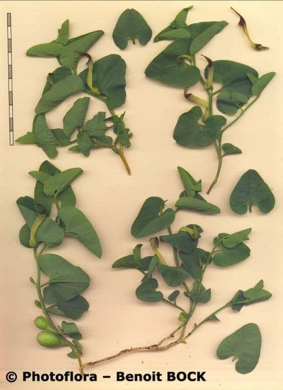 Rostlina 26