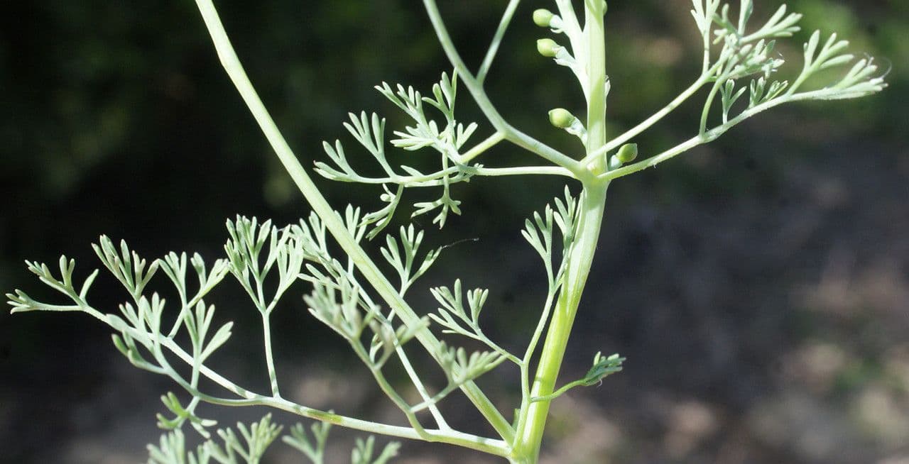 Kleinblütiges Erdrauch 16