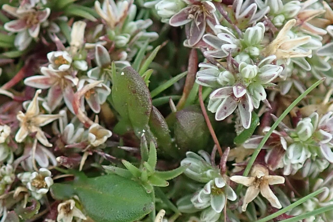Centonchio perenne 4