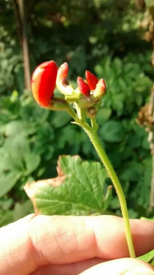 Runner bean 4