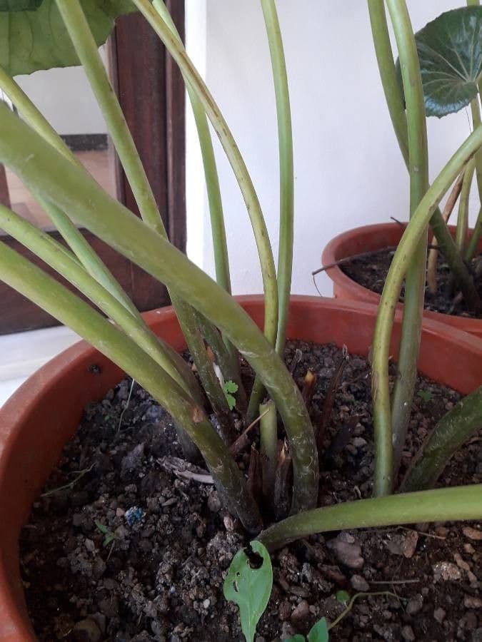 Léopardplant 25