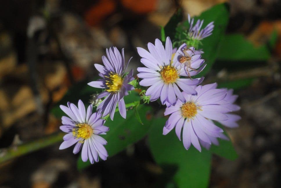 Symphyotrichum 4