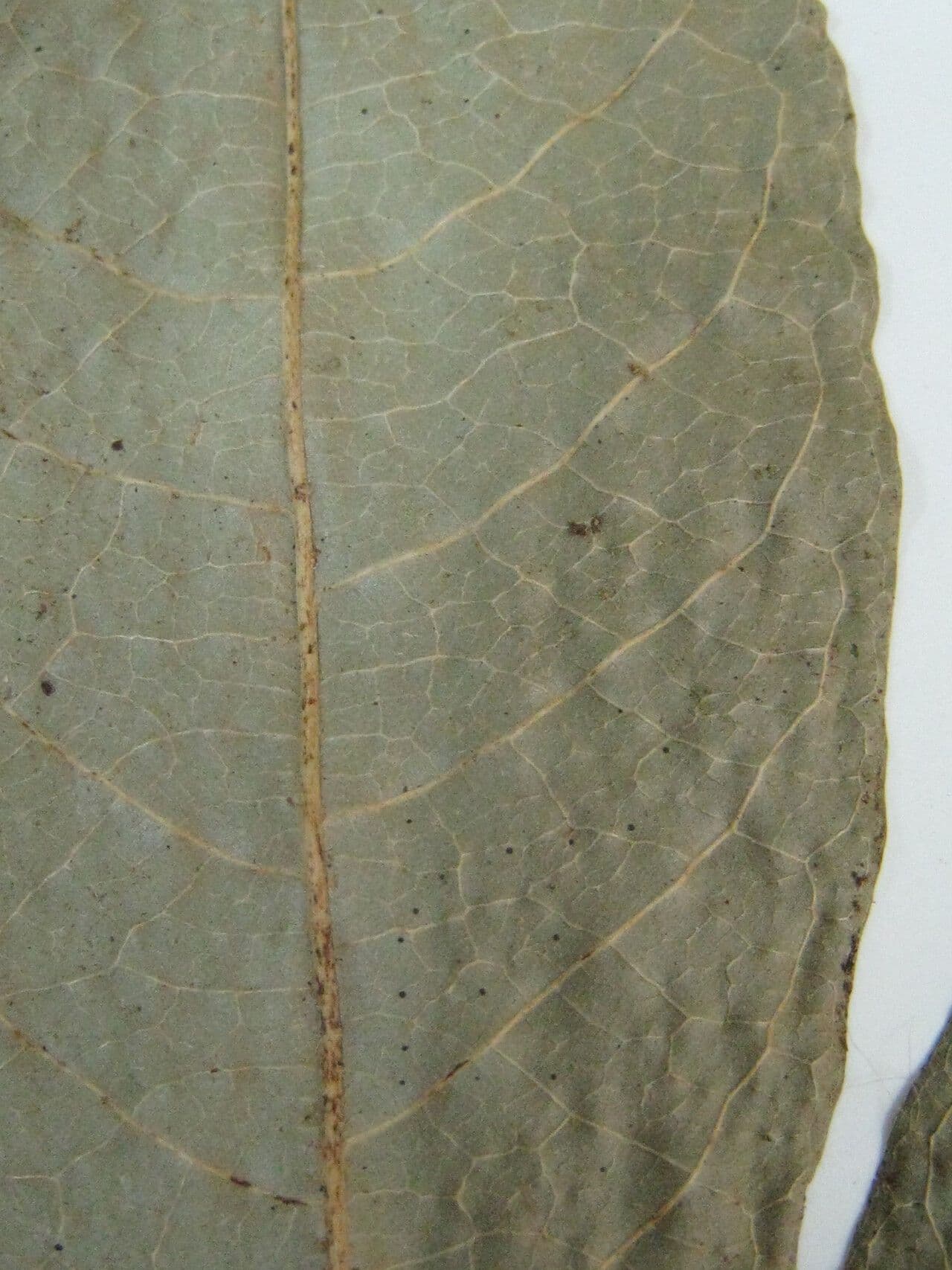 Duguetia 15