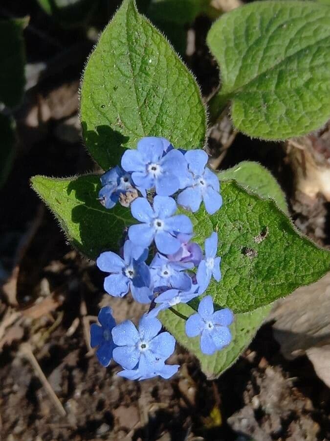 Brunnera macrophylla 8